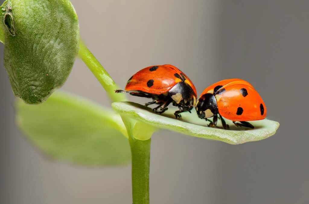 Coppia di coccinelle 